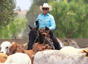 working cattle